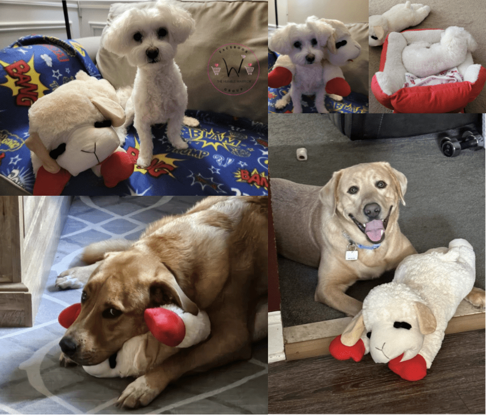 Group Fashionista Lambchop Photo Share!